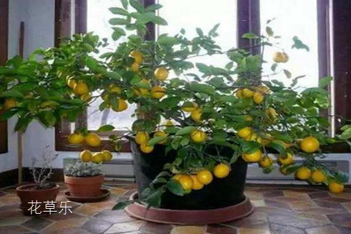 我的的柠檬盆栽被柠檬果压弯了腰。柠檬盆栽怎么养？才能硕果累累